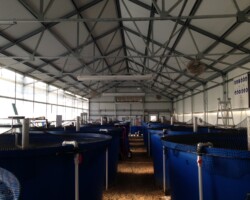 12 1200-gallon tanks of Tilapia