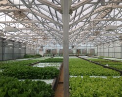 Inside the Greenhouse